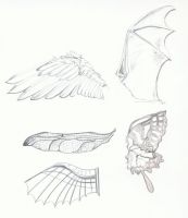 a study in Wings